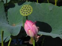 Albums/20060800-China Aug 2006/20060804-Shenyang University/45